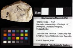 Foto (Objket + Etiketten) von Discutiolira moesica (Muţiu & Bădăluţă, 1971) 